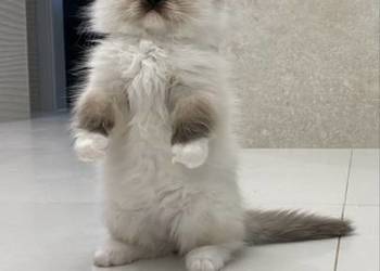 Kocurek ragdoll  prawdziwy międzynarodowy rodowód