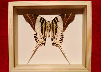 Motyl w ramce .Graphium androcles . Indonezja .