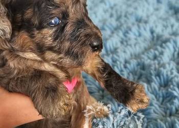 Pudel Miniaturowy piesek Merle PASZPORT!!