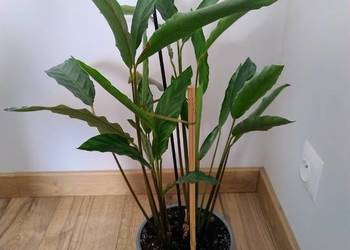 Piękna, gęsta Kalatea (Calathea) – zdrowa roślina domowa, wys. 65 cm