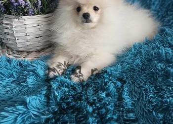 Szpic Miniaturowy/Polski piesek Cream PASZPORT!