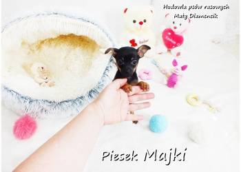 Pinczer miniaturowy- Ratlerek /tzw.sarenka, MINI Piesek MAJKI Do Odbioru