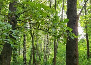 Do wycinki brzozy dęby ok 60 szt Radom Do wycinki brzozy dęby ok 60 szt Radom