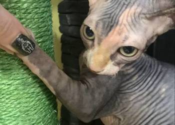 Sfinks Kanadyjski. Rezerwacja kociaków.