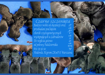 Czarne  szczenięta rasy Labrador Retriever ZKwP/FCI