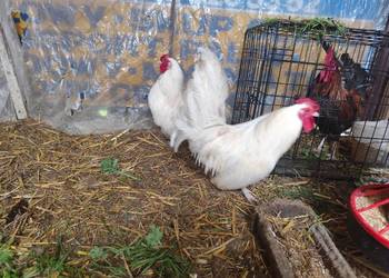 Porządne koguciki Czwerek – zahartowane, gotowe do nowego domu