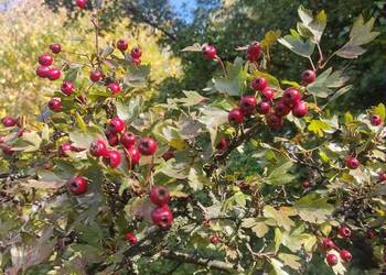 Głog jednoszyjkowy (Crataegus Monogyna) zbiór 2025r.