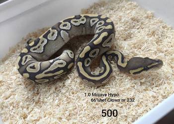 Pyton królewski samiec nr 232
