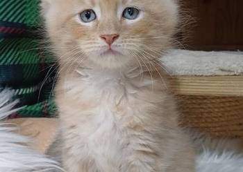 Maine Coon kocurek ds25 rodowód FPL