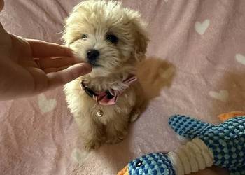 Maltipoo malutkie Maltańczyk/pudel toy