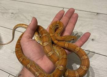 Wąż zbożowy het palmetto scaleless amel anery