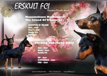 PINCZERY MINIATUROWE ZKWP/FCI