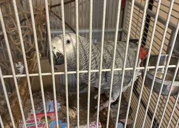 Para żako wraz z klatką