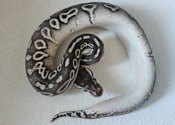 Pyton królewski pewter het albino CB25 Pyton królewski pewter het albino CB25