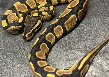 Yellow belly/gravel samica