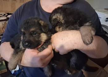 Rasowe Owczarki Niemieckie