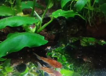 Kirysek Aspidoras C125 Red