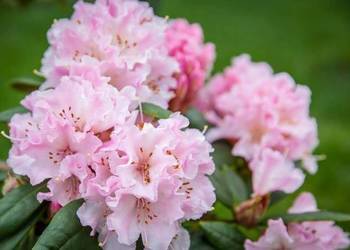 Różanecznik Cheer/Rhododendron 'Cheer' C5