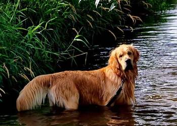 Reproduktor golden retriever ZKWP