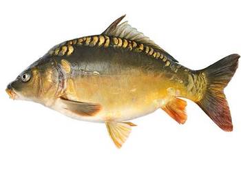 Karp handlowy Karp handlowy
