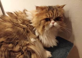 Kot perski reproduktor