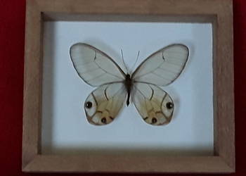 Motyl w ramce 12x10 cm . Haetera piera ssp . 70 mm