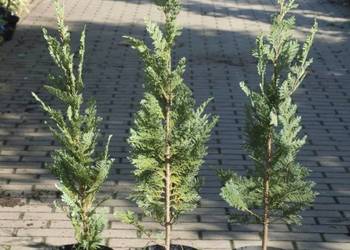 Cyprysik lawsona Columnaris