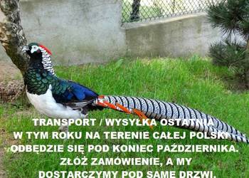 Sprzedam Bażanty Diamentowe (Bażant) z 2025 - Samce i Samice