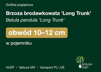 Brzoza brodawkowata 'Long Trunk' obwód 10-12 cm, w pojemniku – HURT