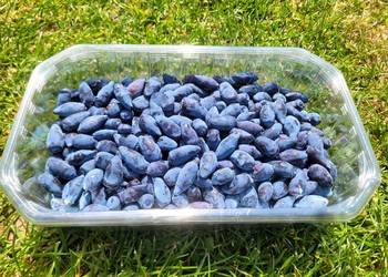 Jagody kamczackie owoce