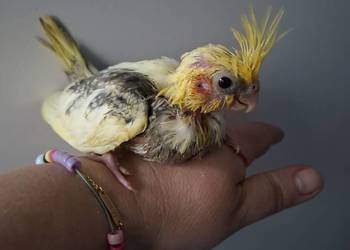 Papugi nimfy ręcznie karmione