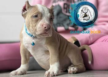 American Bully ABKC