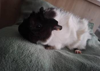 Swinki samczyki.mlode