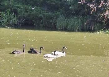 Łabędzie czarnoszyje