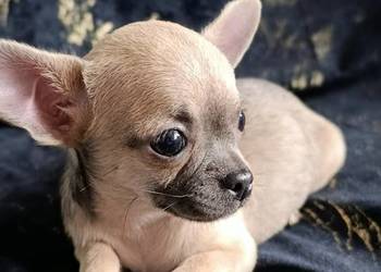 Suczka  krótkowłosa chihuahua