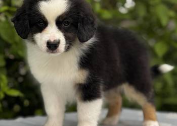 Amerykański owczarek miniaturowy- MAS - Mini Aussie- suczka FCI