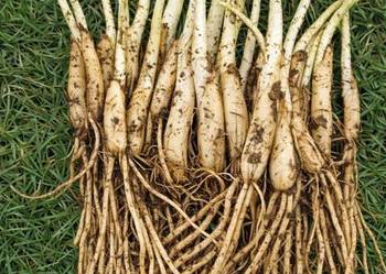 Czosnek niedźwiedzi cebulki sadzonki 100 sztuk