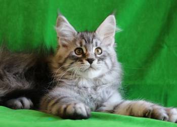 Piękny i duży kocurek maine coon
