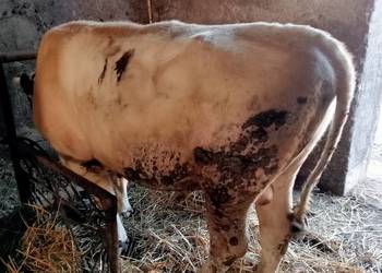 Byk opas do dalszej hodowli