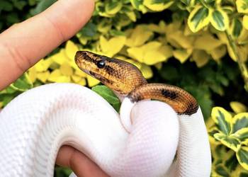 Samiczka - Mahogany Black Pastel Pied 2025