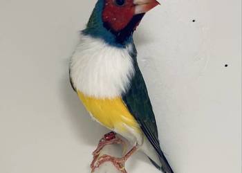 Amadyna wspaniała - samiec 2024 r