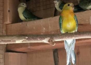 Do sprzedania nadwyżka papug