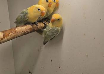 Nierozłączki Turkus Dilute Opalin Nierozłączki Turkus Dilute Opalin