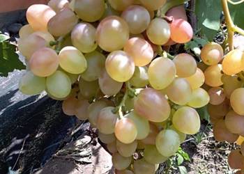 Winogrono bezpestkowe Kiszmisz Nachodka. Sadzonki winorośli. Winogrono bezpestkowe Kiszmisz Nachodka. Sadzonki winorośli.