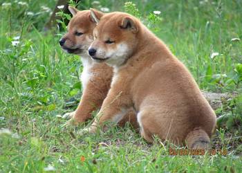 Rezerwacje na dwoje szczeniąt rasy Shiba Inu