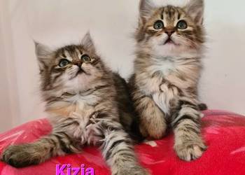 Maine Coon
