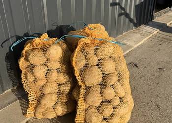 ziemniaki jadalne Wineta