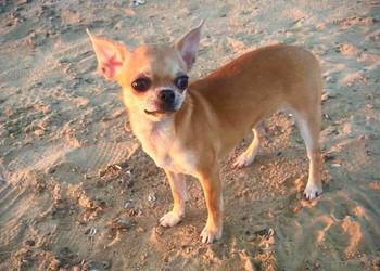Chihuahua suczka ZKwP