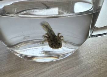 Aksolotl Axolotl Salamandra Meksykańska Płaz Meksykański