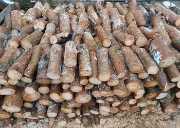 Sosna średnia I gruba